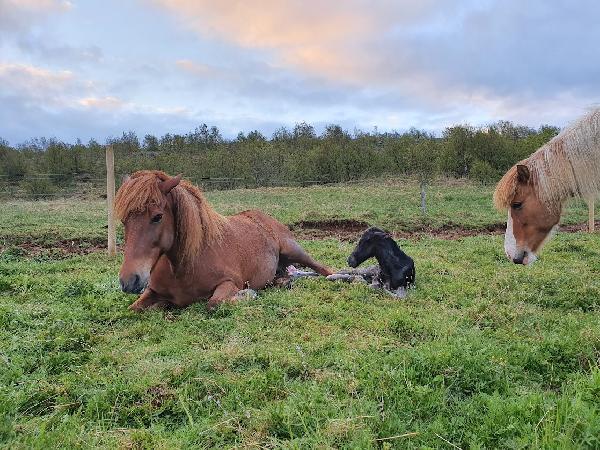 Þekkist samkynhneigð hjá íslenskum hrossum?